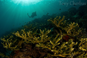 Finding gold in the ocean by Tony Cherbas 